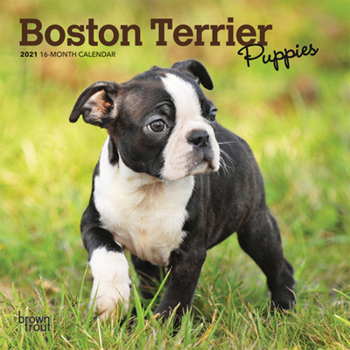 Calendar Boston Terrier Puppies 2021 Mini 7x7 Book
