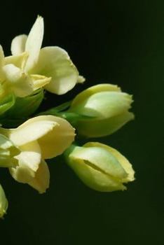 Paperback Kalanchoe Notebook Book