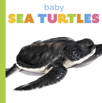 Baby Sea Turtles