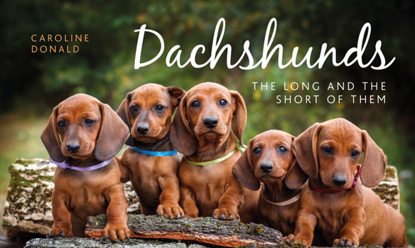 Hardcover Dachshunds: The Long and the Short of Them Book