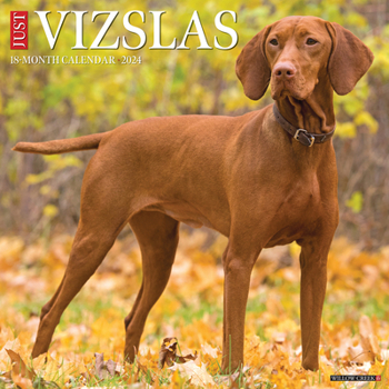 Calendar Just Vizslas 2024 12 X 12 Wall Calendar Book