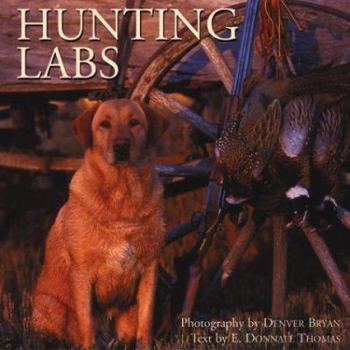 Hardcover Hunting Labs: A Breed Above the Rest Book