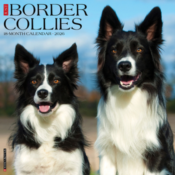 Calendar Border Collies 2026 Wall Calendar Book