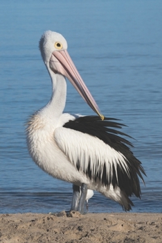 Pelikan: Notizbuch / Tagebuch Vogel - DIN A5 120 Seiten punktiert / Punkteraster - Geschenk Vogelliebhaber (German Edition)