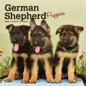 Calendar German Shepherd Puppies 2020 Calendar Book