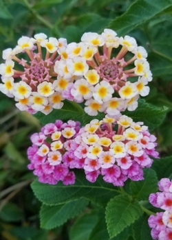 Paperback Blossom Bouquet Sketch Journal (Natural Wonders) Book