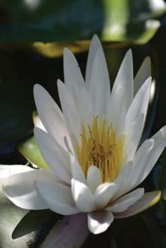My Journal: White Water Lily, Blank 150 Page Lined Diary / Journal / Notebook