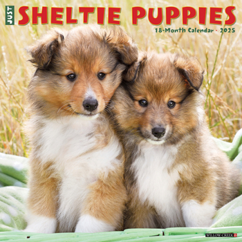 Calendar Just Sheltie Puppies 2025 12 X 12 Wall Calendar Book