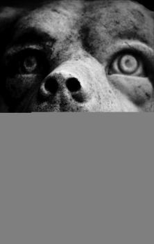 Paperback The Hound and the Basketballs Book