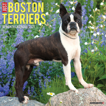 Calendar Just Boston Terriers 2021 Wall Calendar (Dog Breed Calendar) Book