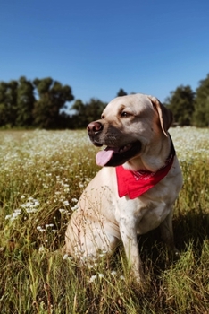 Labrador Retriever Dog Pup Puppy Doggie Notebook Bullet Journal Diary Composition Book Notepad - High Flower Meadow: Cute Animal Pet Owner Composition ... Ruled Lined Paper Pages in 6” x 9” Inch