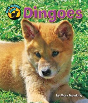 Library Binding Dingoes Book