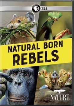 DVD Nature: Natural Born Rebels Book