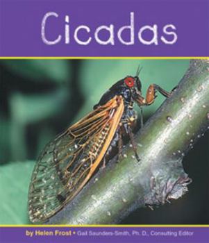 Cicadas - Book  of the Insects