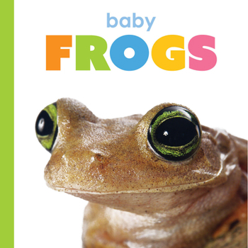 Paperback Baby Frogs Book