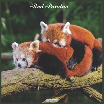Red Pandas 2021 Wall Calendar: Official Red Panda 2021 Wall Calendar