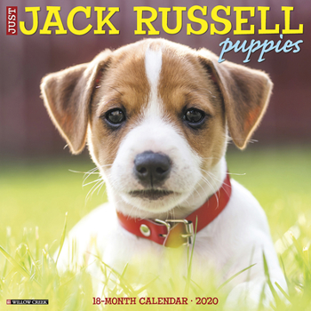Calendar Just Jack Russell Puppies 2020 Wall Calendar (Dog Breed Calendar) Book