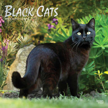 Black Cats 2022 12 x 12 Inch Monthly Square Wall Calendar with Foil Stamped Cover, Animals Kittens Feline
