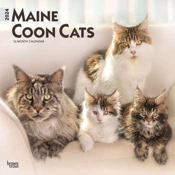 Calendar Maine Coon Cats 2024 Square Book