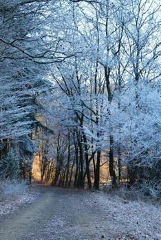 Paperback Forest Path and Winter Frost Journal: Take Notes, Write Down Memories in this 150 Page Lined Journal Book