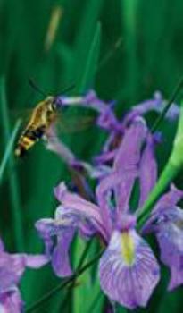 Hardcover Petite Wild Blue Iris Journal Book