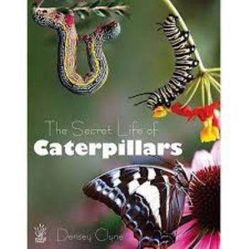 Hardcover The Secret Life of Caterpillars Book