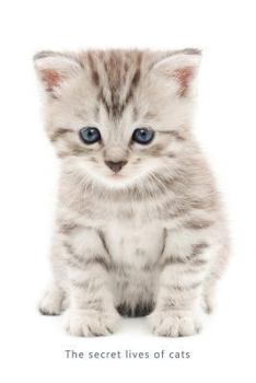 Paperback Internet Password Organizer (The Secret Lives of Cats): A discreet password log book for people who love cats Book
