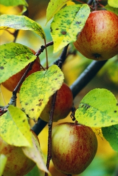 2020 Weekly Planner Food Apple Tree 134 Pages: 2020 Planners Calendars Organizers Datebooks Appointment Books Agendas