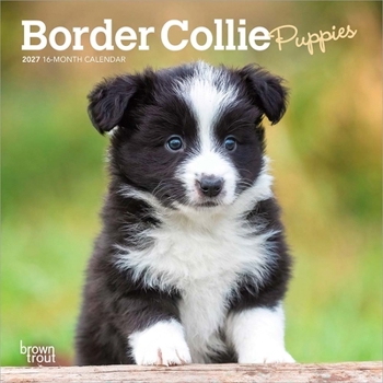 Border Collie Puppies 2027 7 X 14 Inch (Hanging) Monthly Mini Wall Calendar