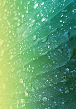 Yearless Weekly Planner - Morning Dew: (7 x 10) Including: 2020, 2021, & 2022 Calendars (Serene Nature Photography)