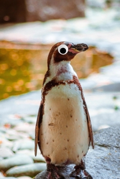 Googly Eye Penguin Journal: 100-page blank lined journal featuring penguins with googly eyes