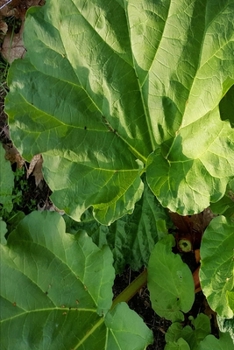 2020 Weekly Planner Garden Rhubarb Leaves 134 Pages: 2020 Planners Calendars Organizers Datebooks Appointment Books Agendas