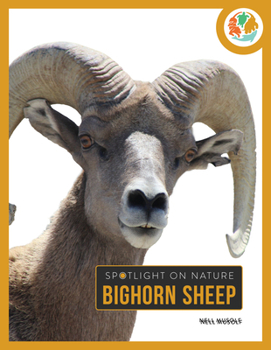 Library Binding Bighorn Sheep Book