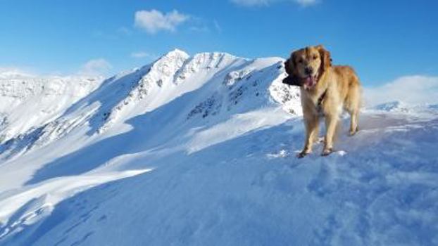 Hardcover Trails and Tails, Dog Adventures in Alaska Book