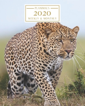 Paperback 2020: Weekly and Monthly Planner/Calendar Jan 2020 - Dec 2020 Big Cat Cheetah Book