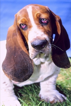 2020 Weekly Planner Basset Hound Dog Photo 134 Pages: 2020 Planners Calendars Organizers Datebooks Appointment Books Agendas