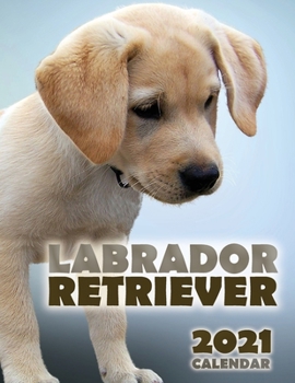 Paperback Labrador Retriever 2021 Calendar Book