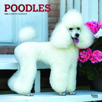 Calendar Poodles 2023 Square Foil Book