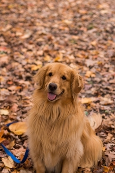 Golden Retriever Dog Pup Puppy Doggie Notebook Bullet Journal Diary Composition Book Notepad - Sitting in Foliage: Cute Animal Pet Owner Composition ... Quad Ruled Graph Paper Pages in 6” x 9” Inch