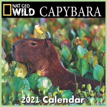Paperback CAPYBARA calendar 2021: CAPYBARA calendar 2021 16 months 8.5 x 8.5 inch finished & glossy Book