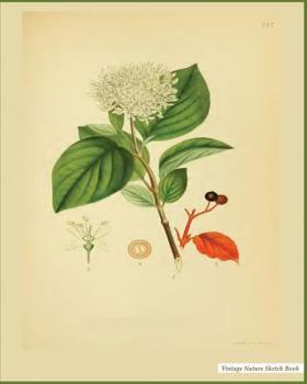 Nature Sketch Book: Vintage Nature Print (15), 8" x 10", Sketch Pad, For Drawing, Unlruled Drawing Paper Pad - [Professional Binding]