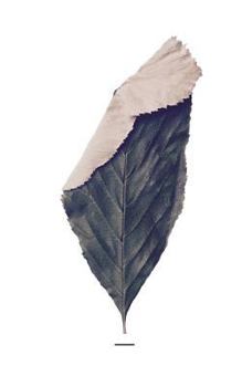 Paperback Le Geste [French] Book