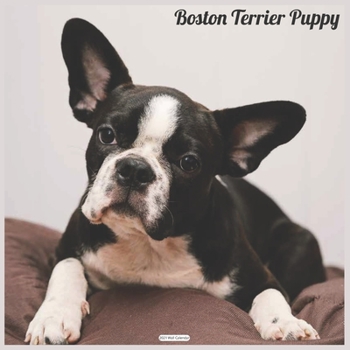 Boston Terrier Puppy 2021 Wall Calendar: Official Boston Terriers Wall Calendar 2021