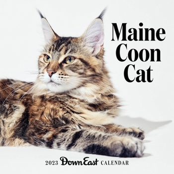 Calendar 2023 Maine Coon Cat Wall Calendar Book