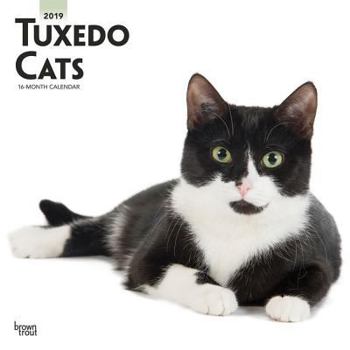 Calendar Tuxedo Cats 2019 Square Book