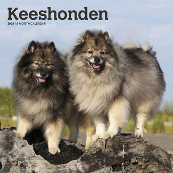 Calendar Keeshonden 2024 Square Book