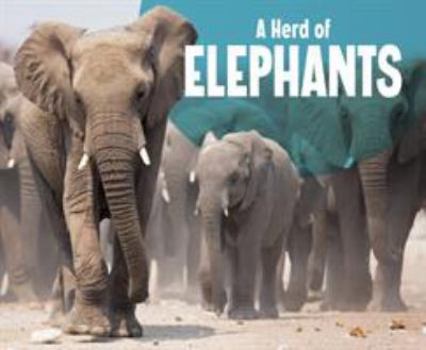 Hardcover A Herd of Elephants (Animal Groups) Book