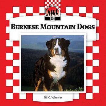 Library Binding Bernese Mountain Dogs Book