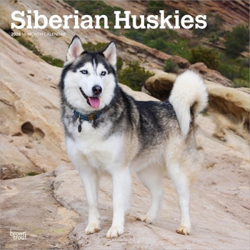 Calendar Siberian Huskies 2026 12 X 24 Inch (Hanging) Monthly Square Wall Calendar Plastic-Free Book