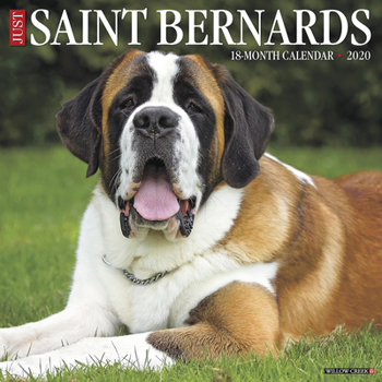 Just Saint Bernards 2020 Calendar
